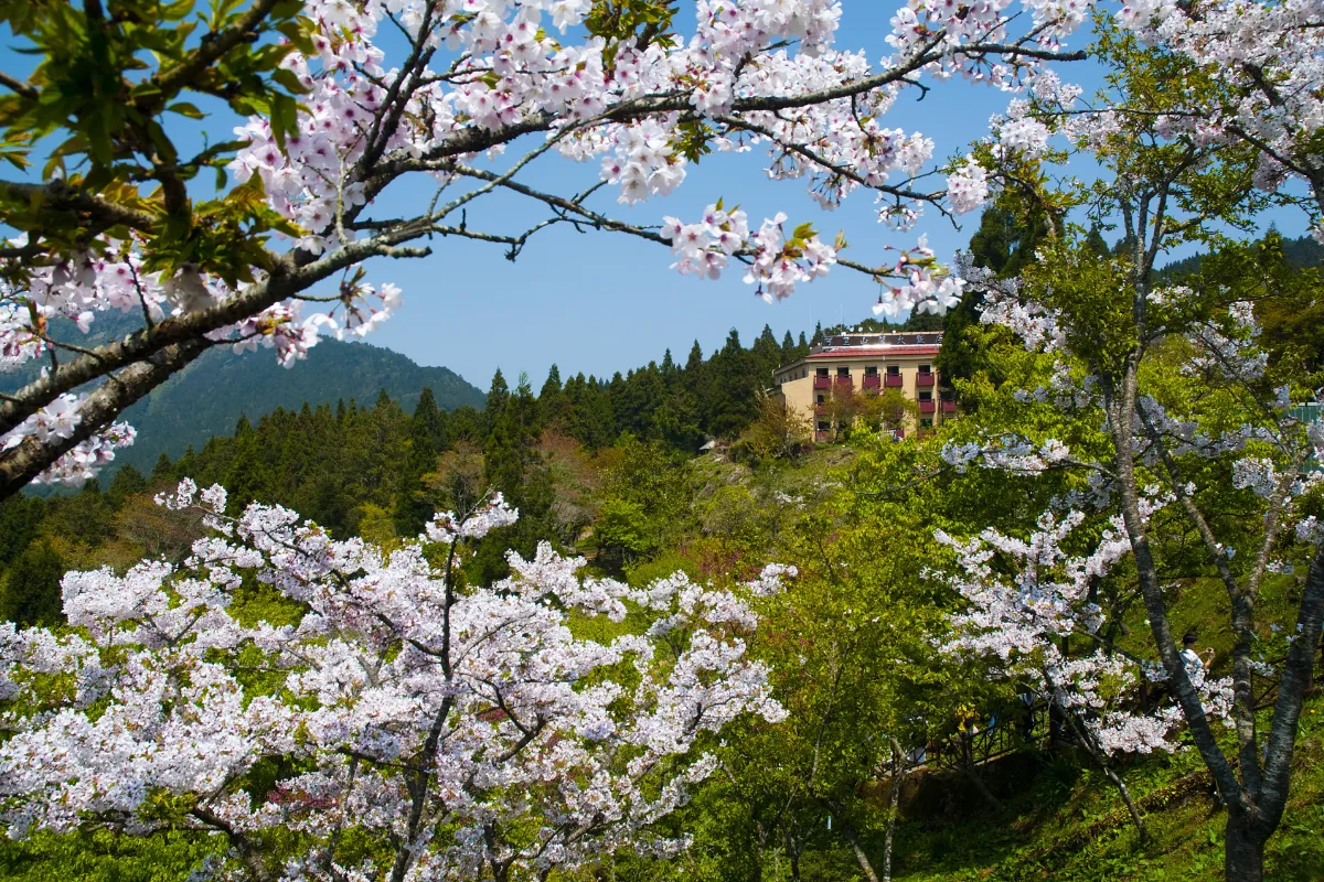 Khu giải trí rừng Alishan, Chiayi_12