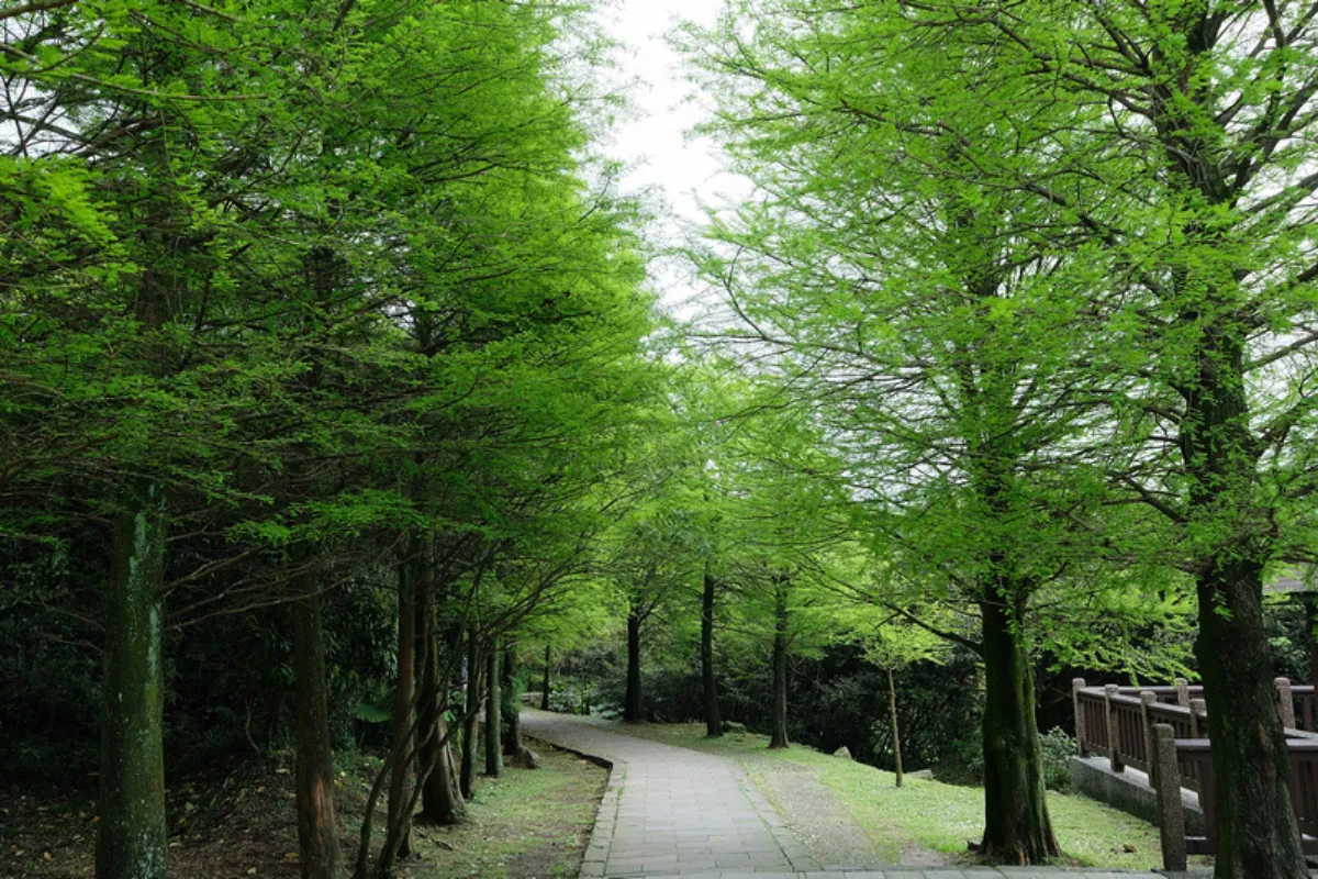 Khám phá đường mòn Lengshuikeng tại Yangmingshan - Đài Bắc