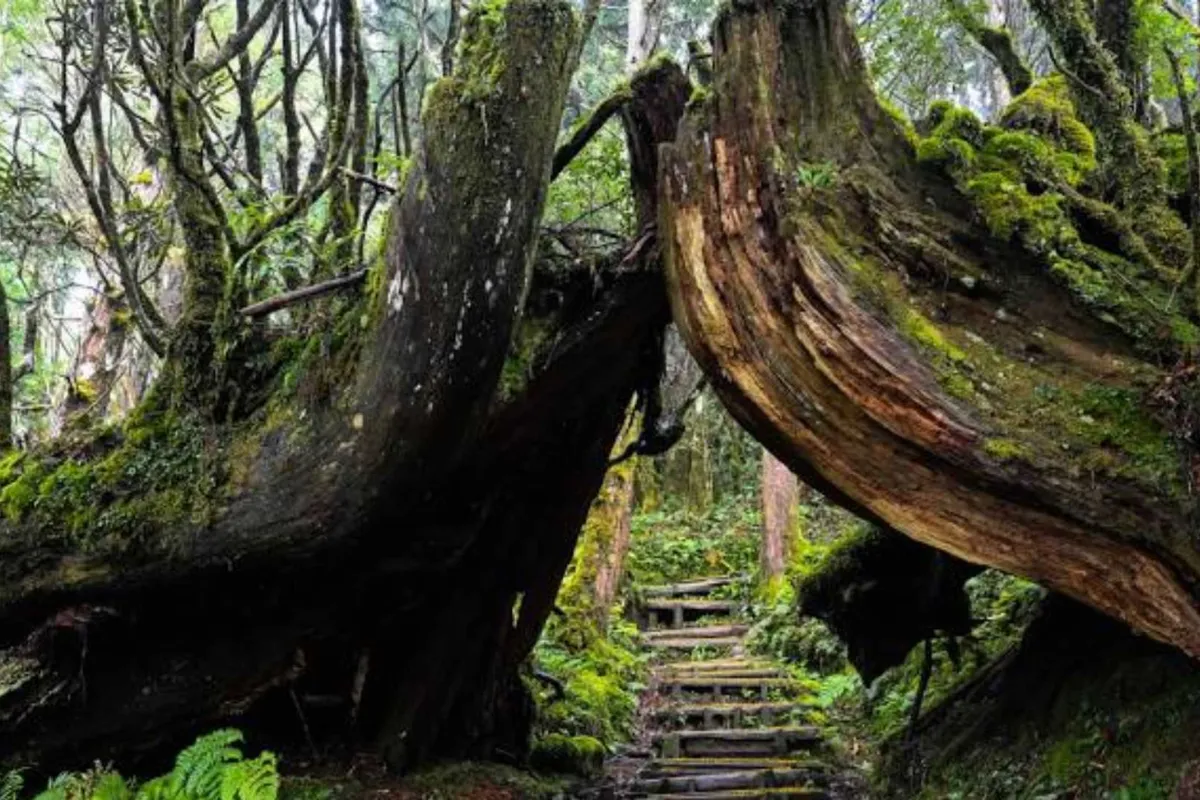 Khu giải trí rừng quốc gia Taipingshan (太平山國家森林遊樂區)