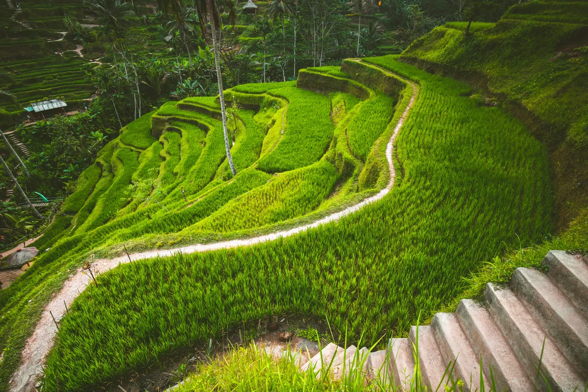 Điểm đến hấp dẫn tại Đài Bắc: Trang trại sinh thái hoa bậc thang quy mô lớn