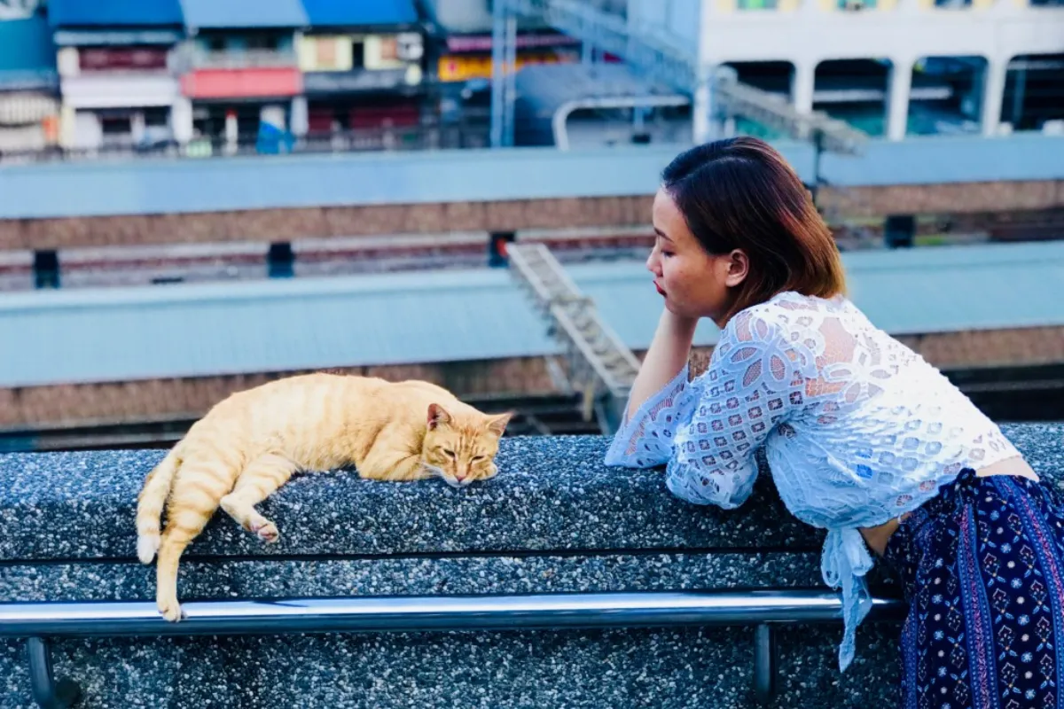 Lịch sử của làng mèo Houtong