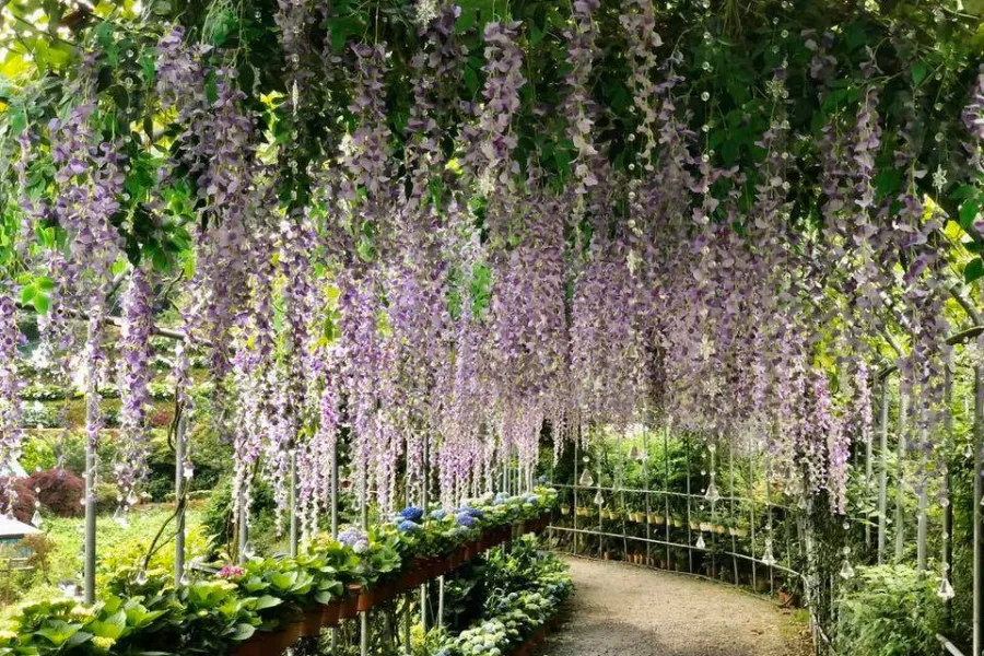 Cách di chuyển đến trang trại sinh hóa bậc thang lớn ở Đài Bắc